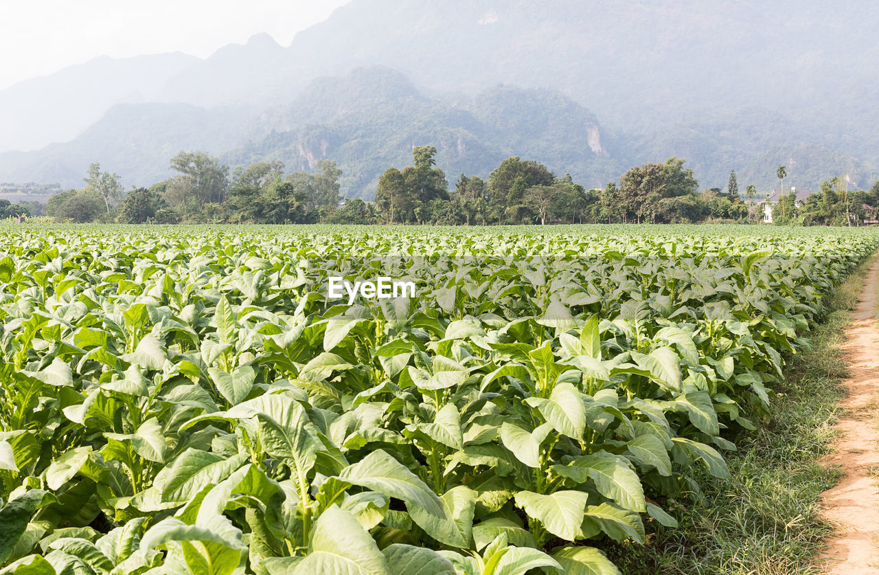 SCENIC VIEW OF CORN FIELD