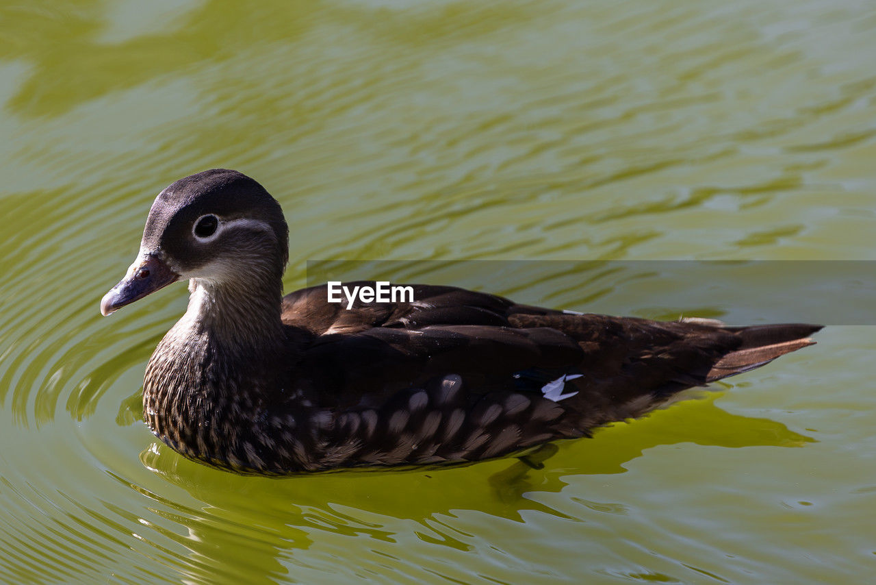 bird, animal themes, animal, animal wildlife, wildlife, duck, beak, water, lake, one animal, ducks, geese and swans, mallard, water bird, swimming, no people, nature, poultry, wing, close-up, day, rippled, black, outdoors, side view