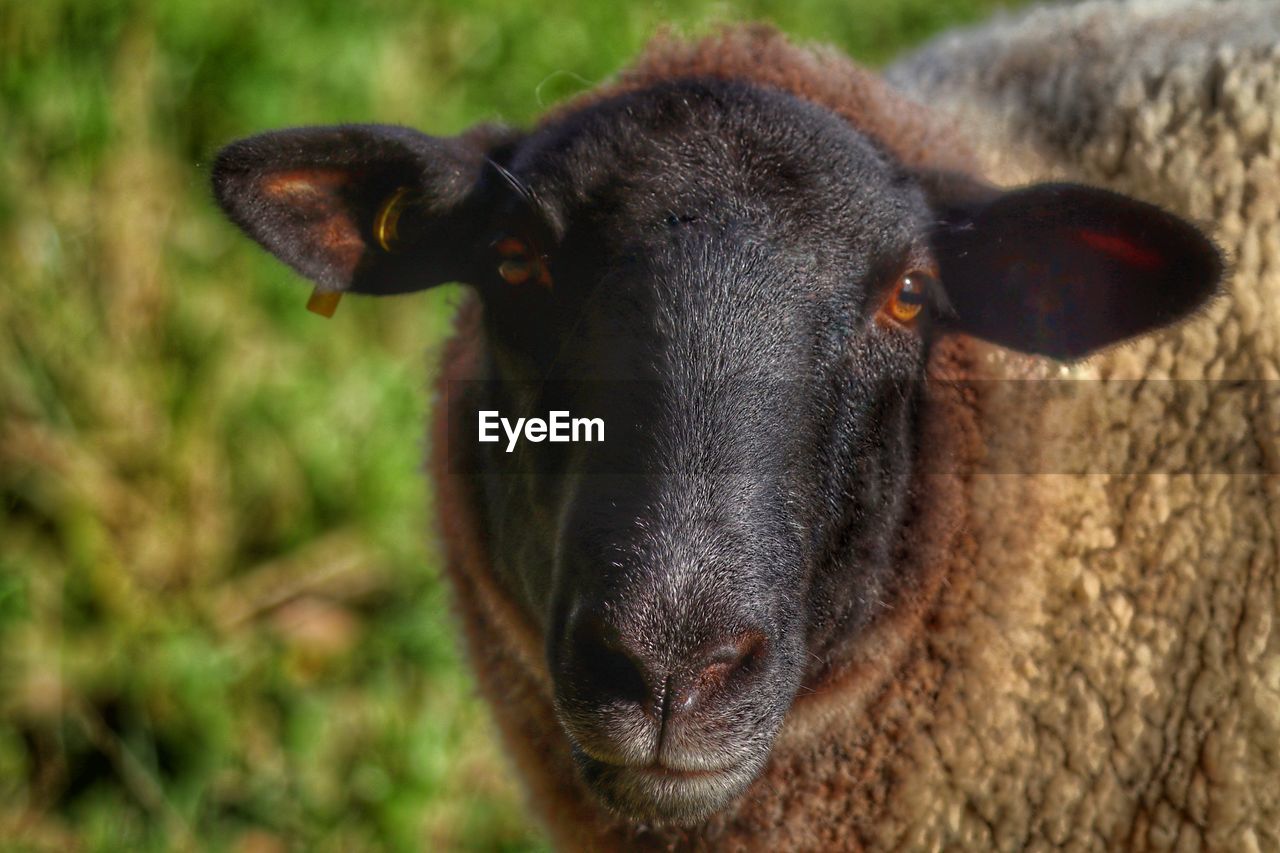 Close-up portrait of a sheep 