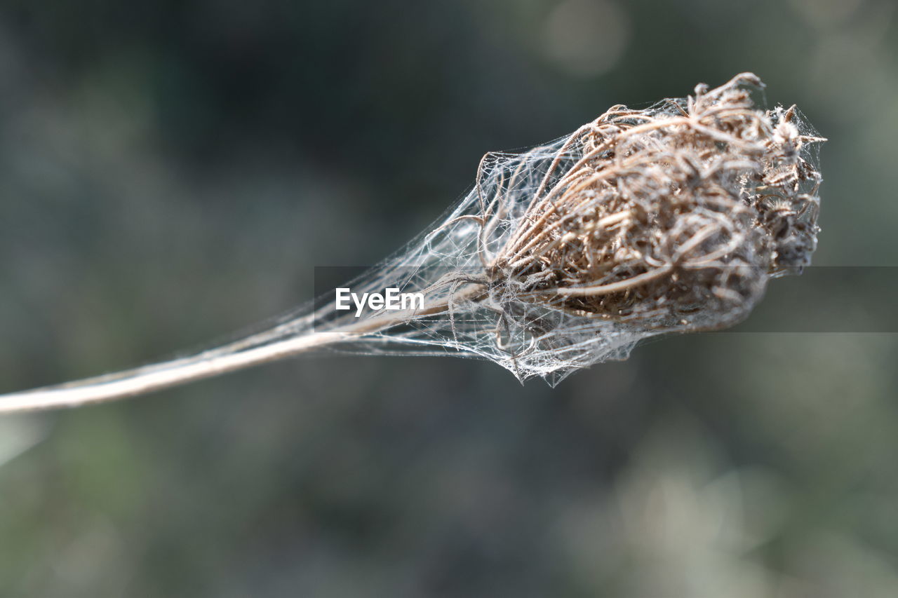 CLOSE-UP OF DRIED PLANT AGAINST SPIDER WEB