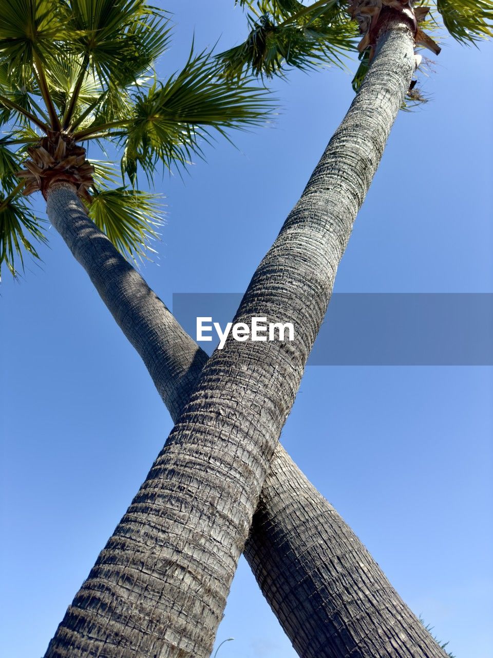 tree, palm tree, tropical climate, sky, plant, tree trunk, trunk, nature, low angle view, blue, no people, clear sky, outdoors, day, coconut palm tree, directly below, travel destinations, beauty in nature, branch, tropical tree, travel, sunny, environment, growth, tranquility, sunlight