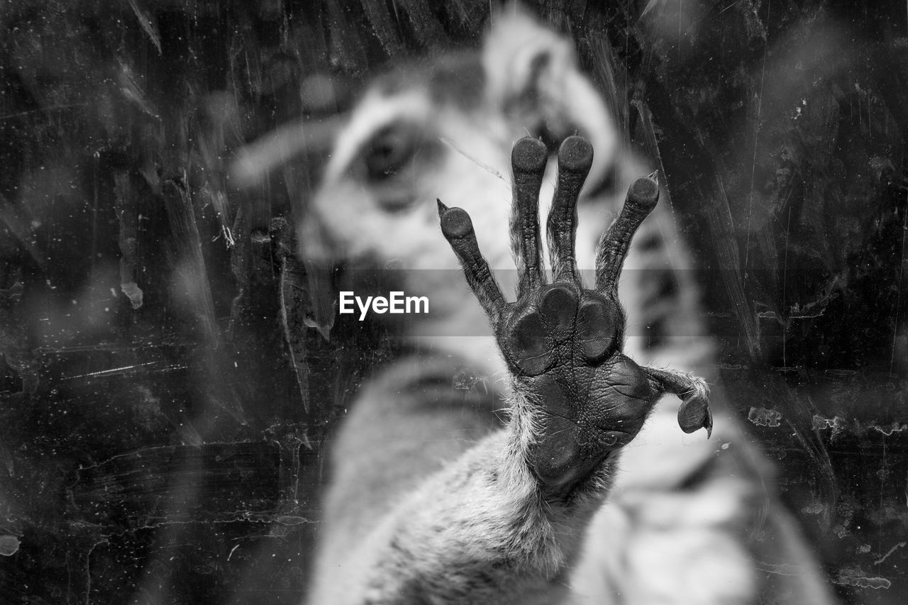 Close-up of lemur seen through glass