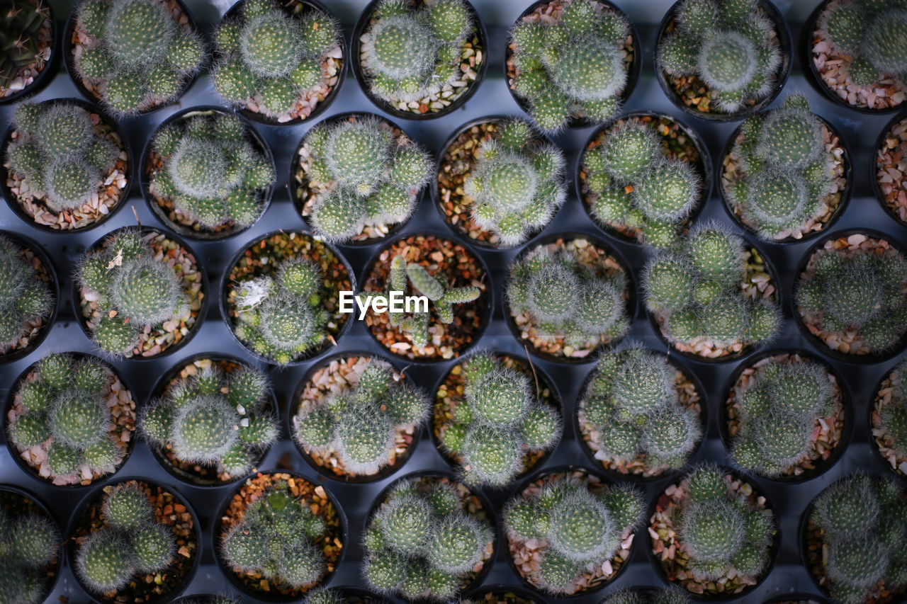 Full frame shot of succulent plants