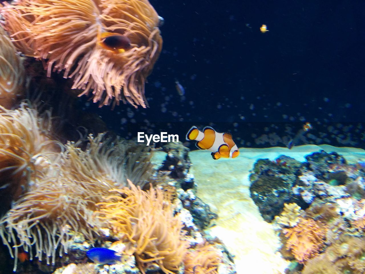 Clown fish swimming in aquarium