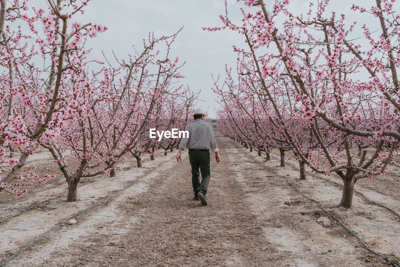 Full body back view of unrecognizable male farmer strolling on pathway along blooming apricot trees with pink flowers in orchard