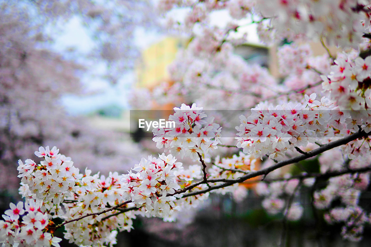 plant, flower, blossom, flowering plant, tree, springtime, beauty in nature, fragility, freshness, cherry blossom, growth, branch, nature, spring, pink, cherry tree, focus on foreground, day, no people, outdoors, close-up, botany, produce, fruit tree, inflorescence, flower head, selective focus, sky, culture, cherry, food and drink, tranquility, twig, fruit
