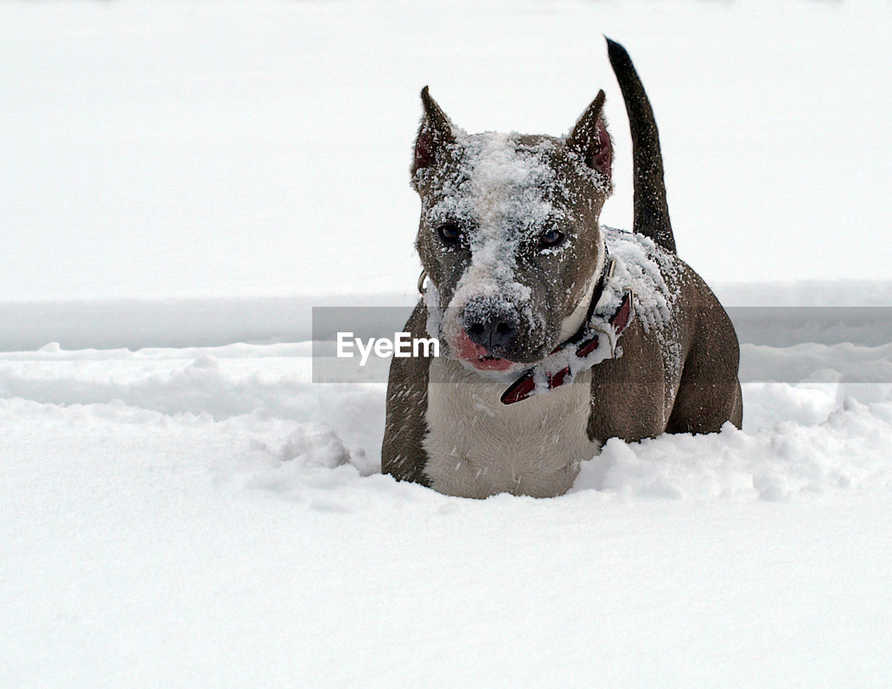 DOG IN SNOW COVERED LAND