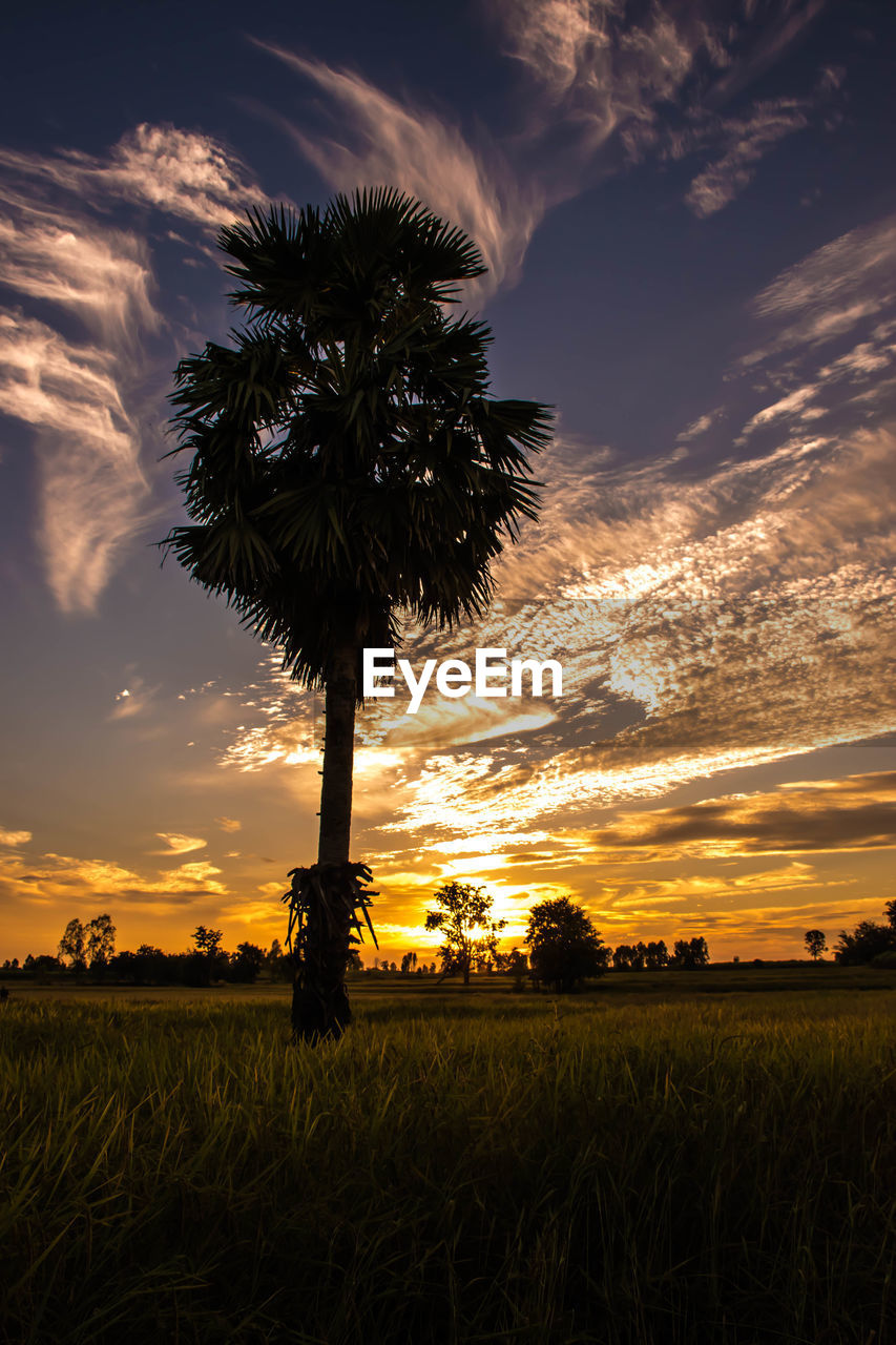 Silhouette palm tree on field against sky during sunset