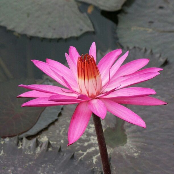 CLOSE-UP OF PINK FLOWERS IN WATER