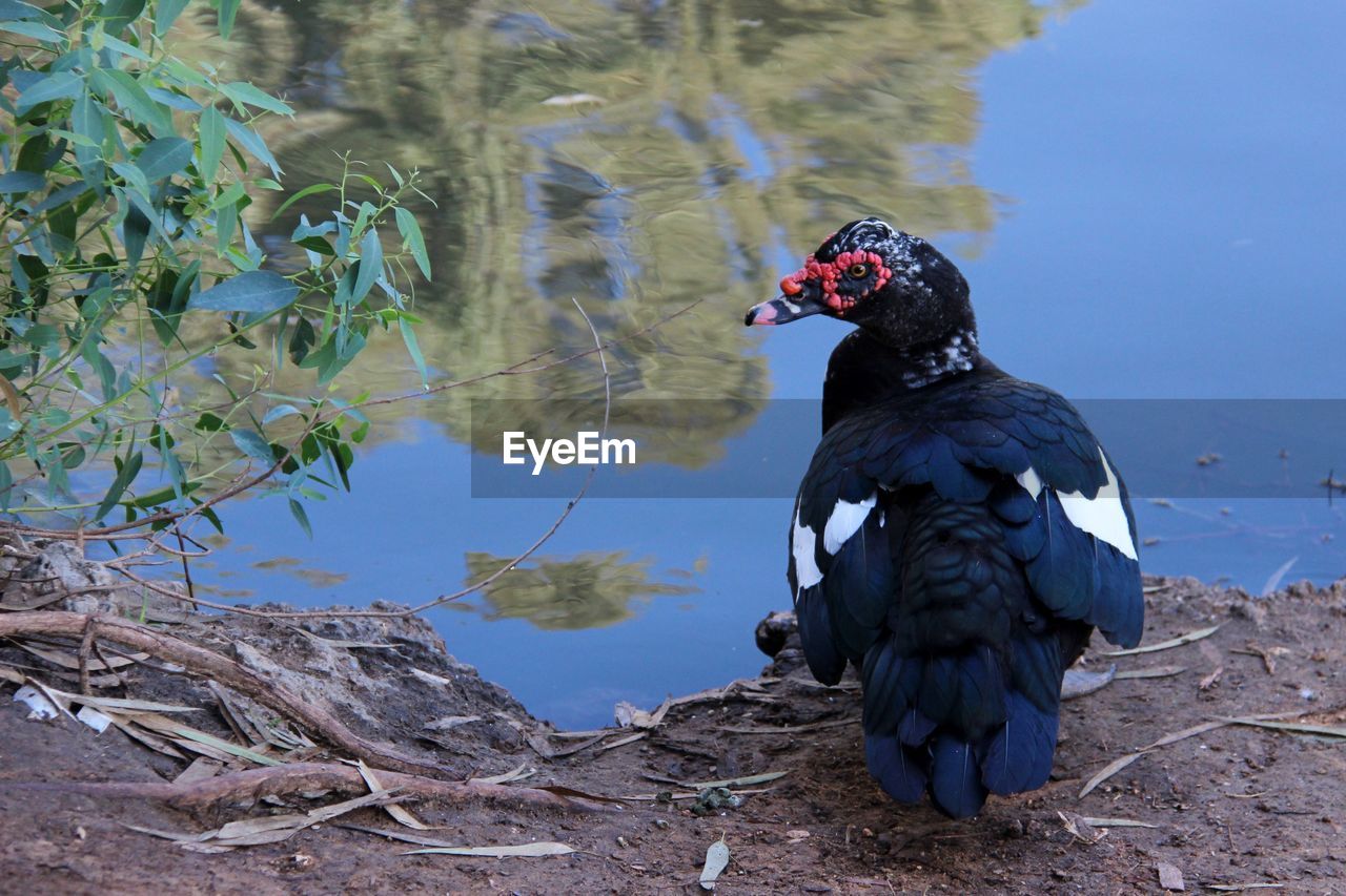BLACK SWAN ON LAKE