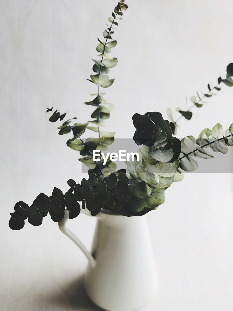 Low angle view of interior decoration, eucalyptus in vase.