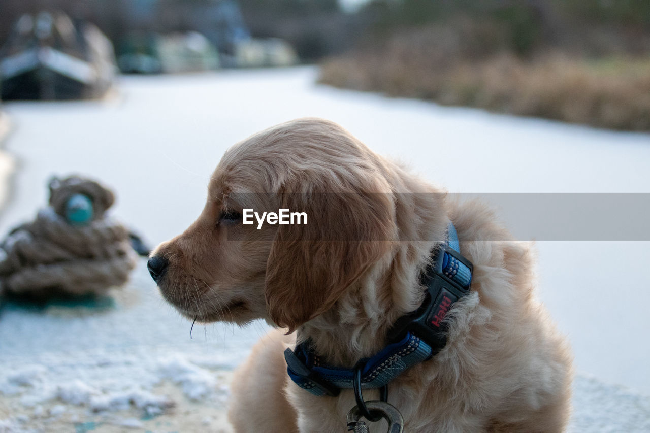 close-up of dog on snow