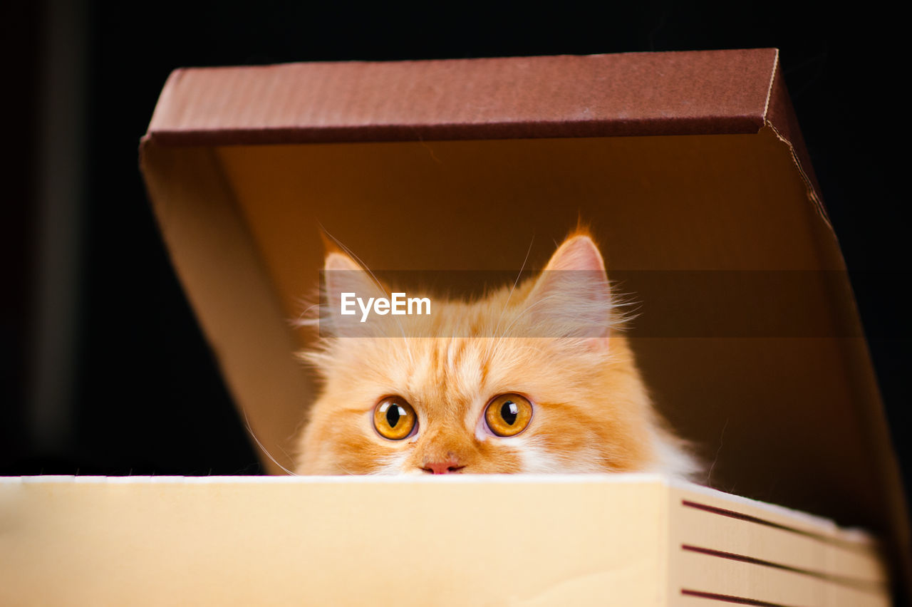 Close-up of cat in box