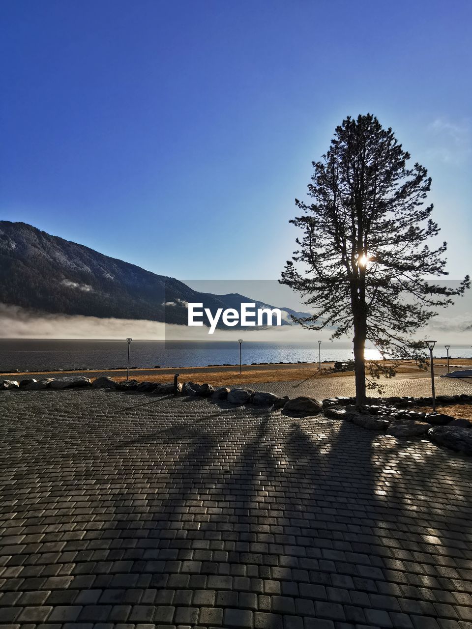 Scenic view of tree by mountains against blue sky