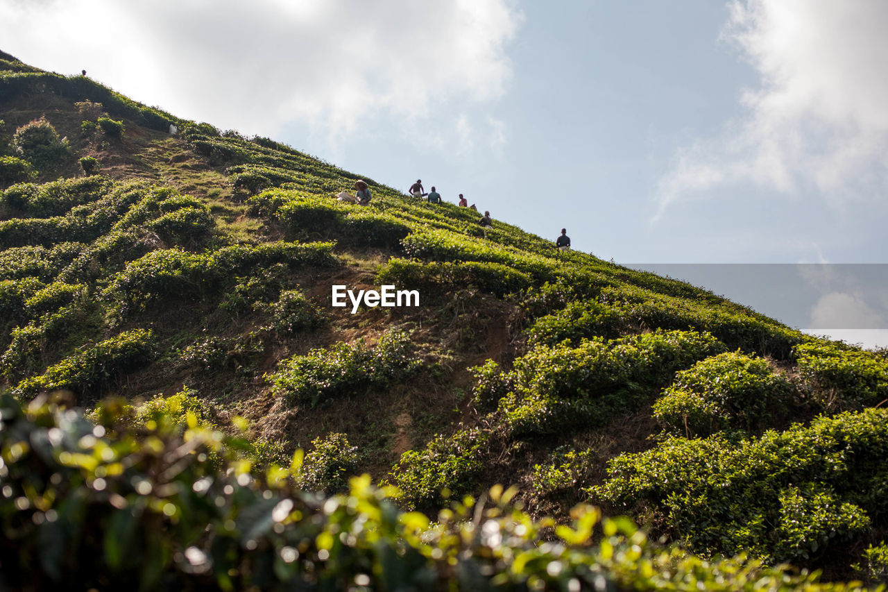 LOW ANGLE VIEW OF GREEN MOUNTAIN AGAINST SKY