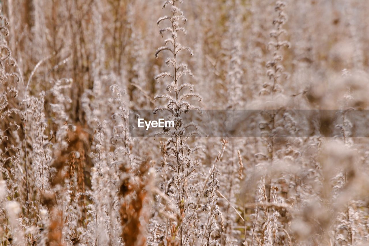 frost, close-up, winter, nature, plant, no people, branch, freezing, day, grass, growth, beauty in nature, backgrounds, full frame, land, selective focus, cold temperature, outdoors, tranquility, snow, focus on foreground, macro photography, flower, field, ice