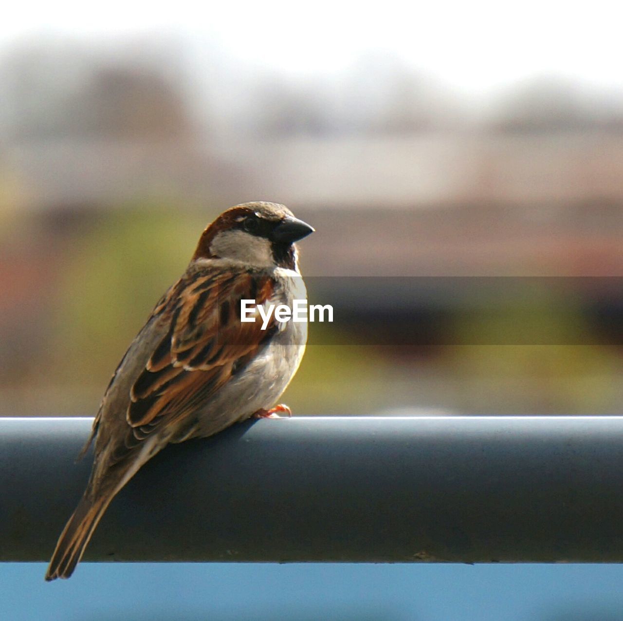 Close-up of a bird on railing against blurred background