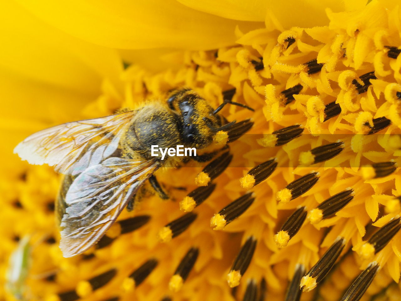 Close-up of honey bee pollinating on sunflower