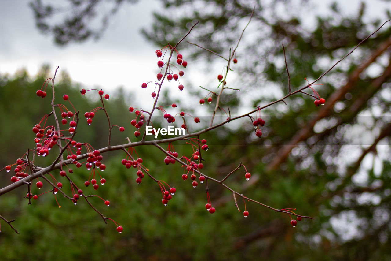 CLOSE-UP OF RED BERRIES GROWING ON TREE