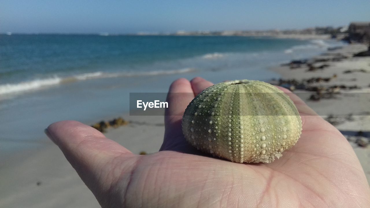 Cropped hand holding sea urchin at beach