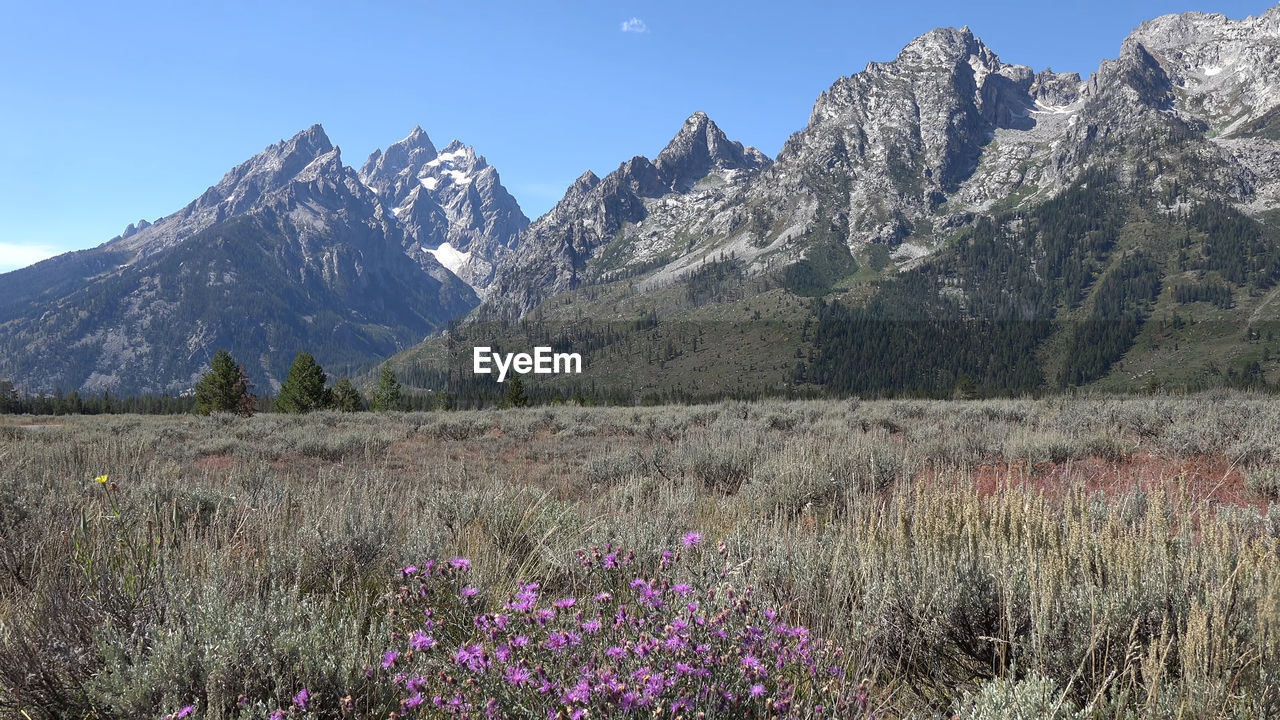 SCENIC VIEW OF GRASSY FIELD AGAINST MOUNTAIN RANGE