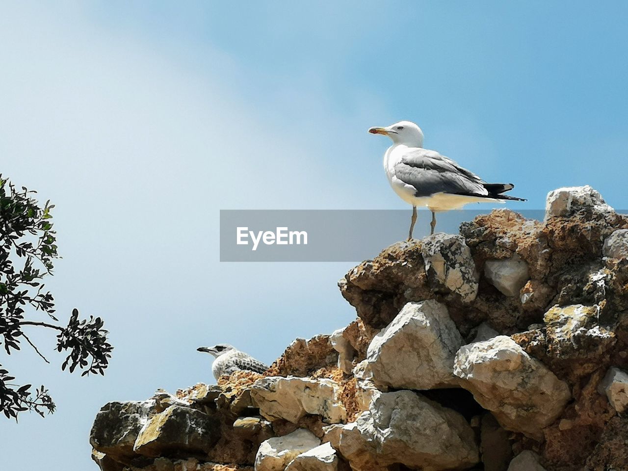 Seagull perching on rock