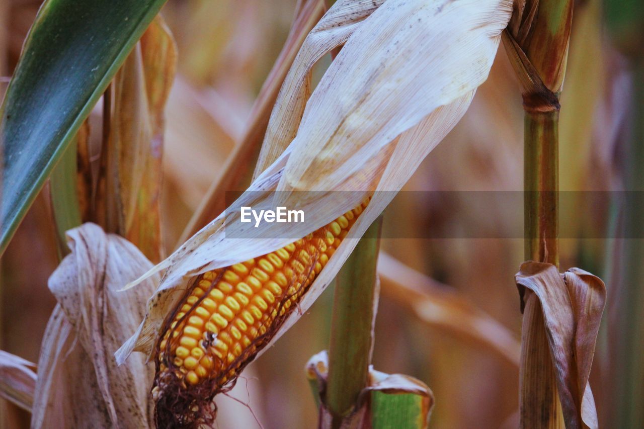 Close-up of corn