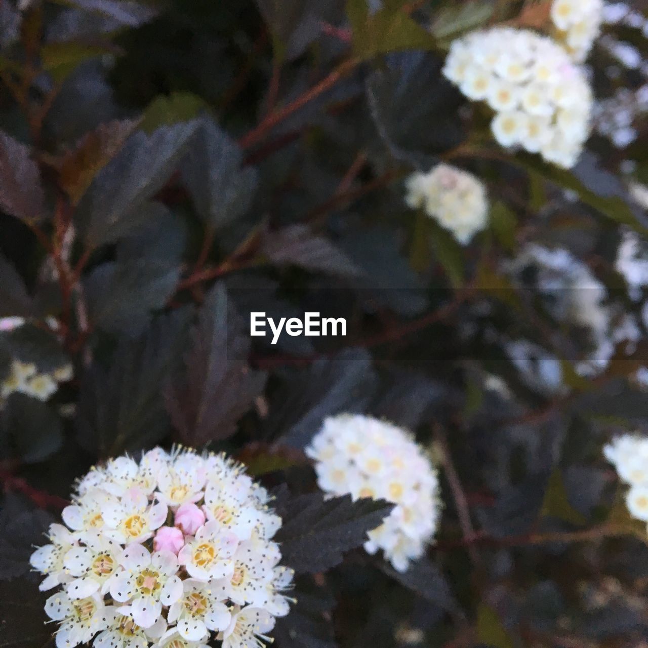 CLOSE-UP OF FRESH FLOWER BLOOMING IN TREE