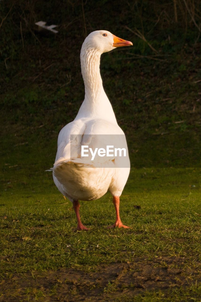 Bird on grassy field