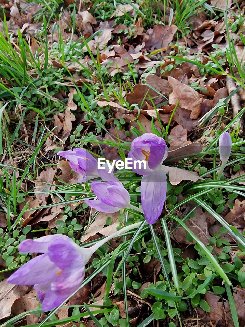 plant, flower, flowering plant, growth, beauty in nature, purple, freshness, nature, fragility, land, petal, field, crocus, close-up, high angle view, no people, day, iris, wildflower, grass, inflorescence, flower head, leaf, plant part, green, outdoors, botany, springtime