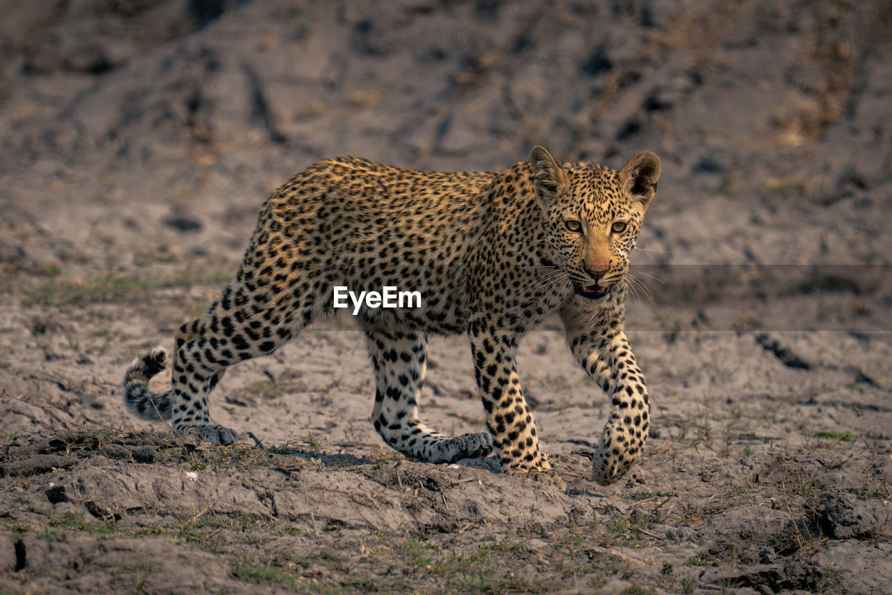 close-up of leopard walking on field