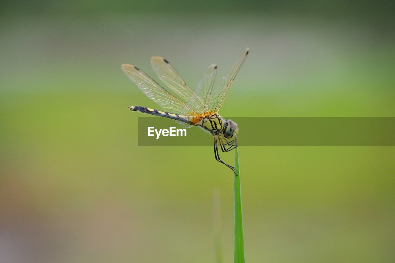 CLOSE UP OF DRAGONFLY