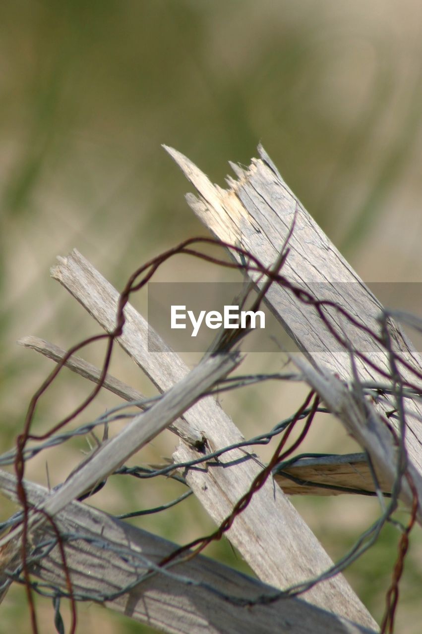 Close-up of plant against blurred background