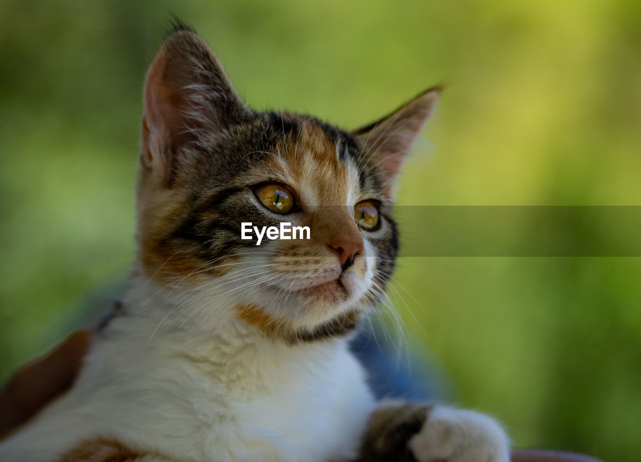 Close-up of a cat looking away