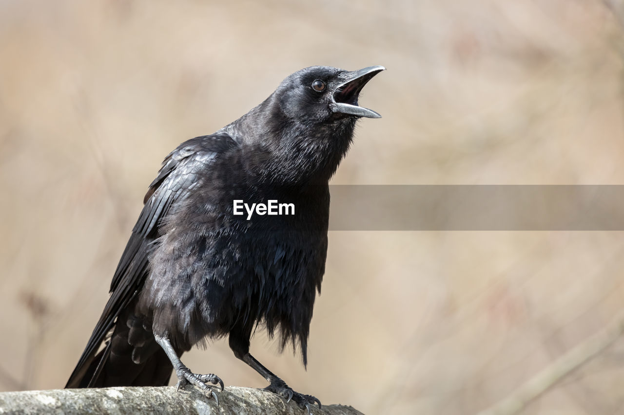 American crow vocalizing 