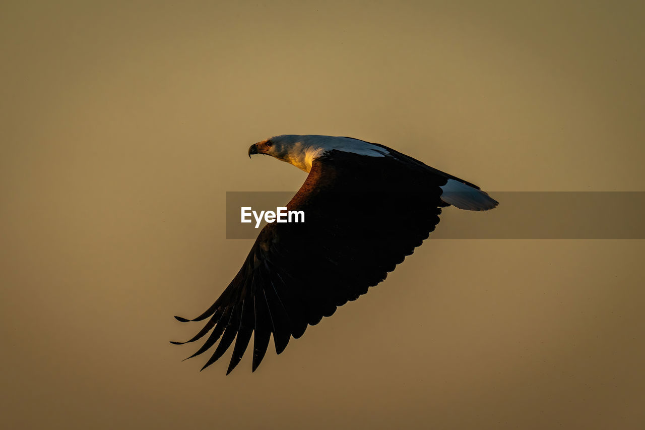 animal themes, animal, bird, one animal, animal wildlife, wildlife, flying, beak, wing, no people, animal body part, close-up, spread wings, nature, full length, side view, bird of prey, mid-air, outdoors, black, motion