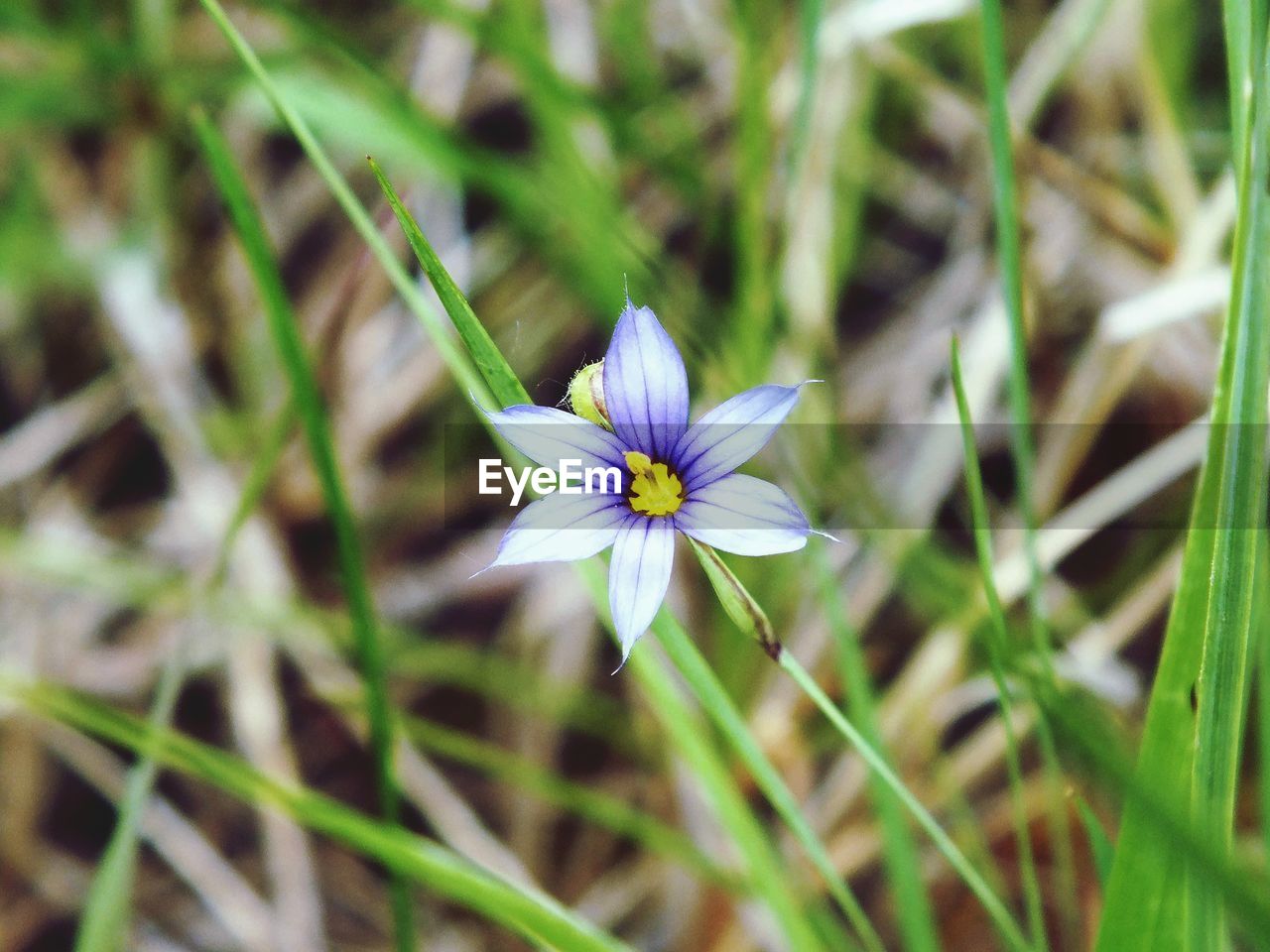 CLOSE-UP OF CROCUS BLOOMING ON FIELD