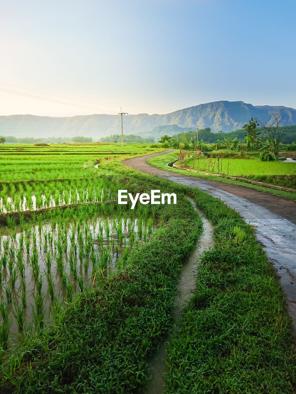 View of rice fields in the morning, indonesian kuningan, west java