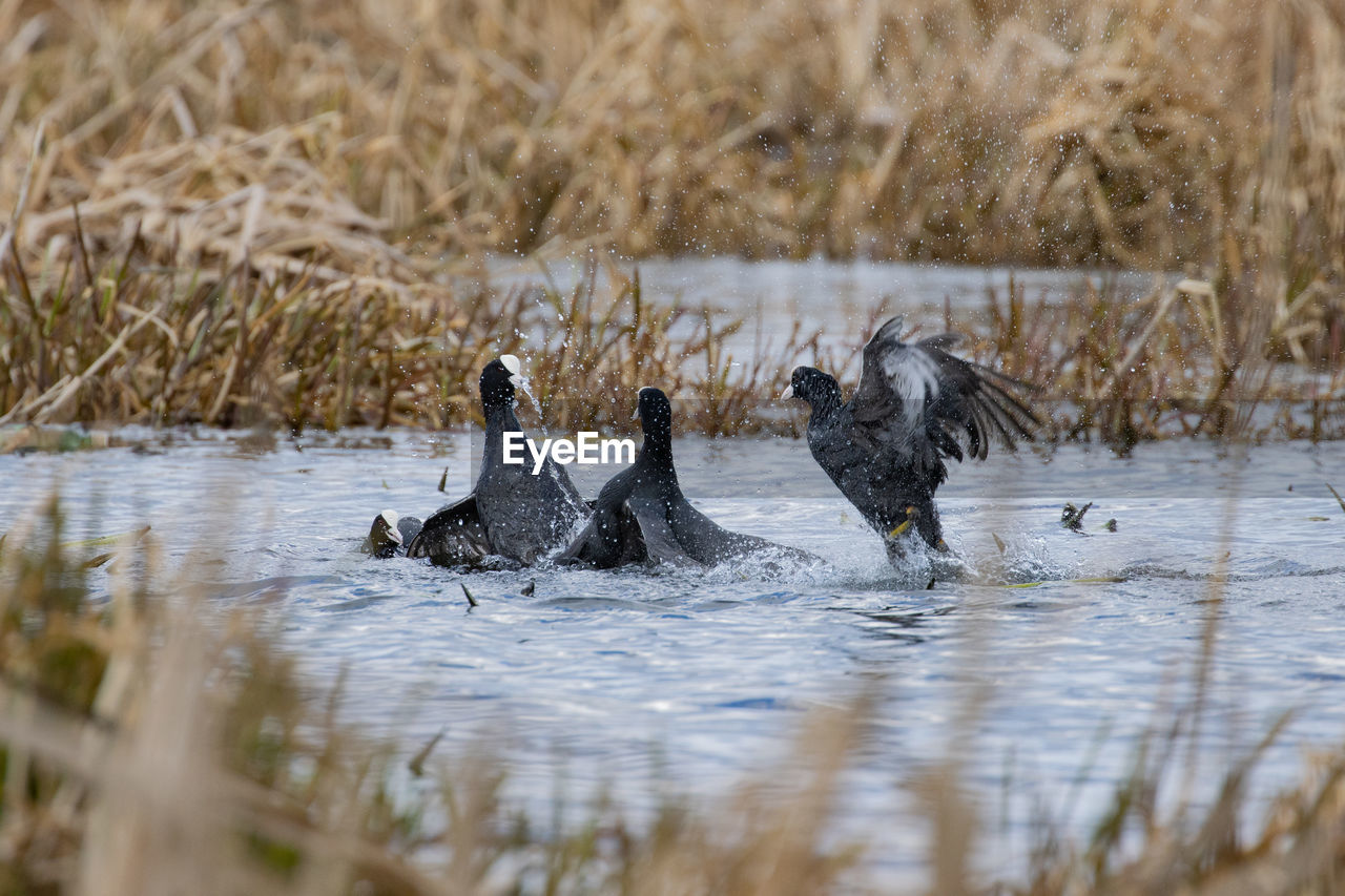 high angle view of bird in water