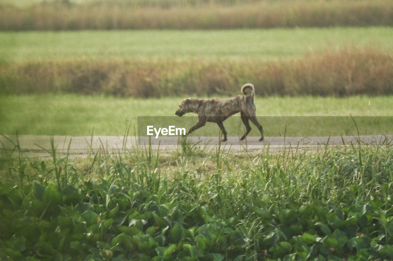 Dog standing in field