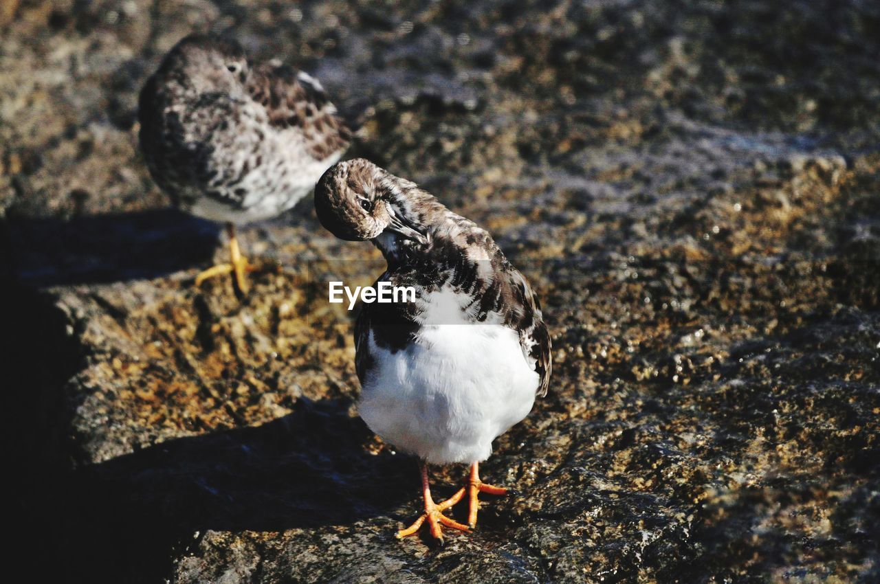 Close-up of bird on rock