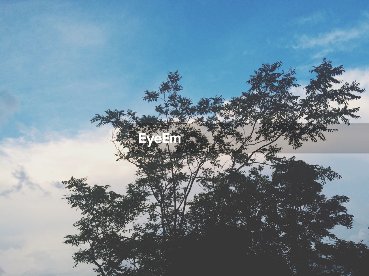 Low angle view of trees against blue sky