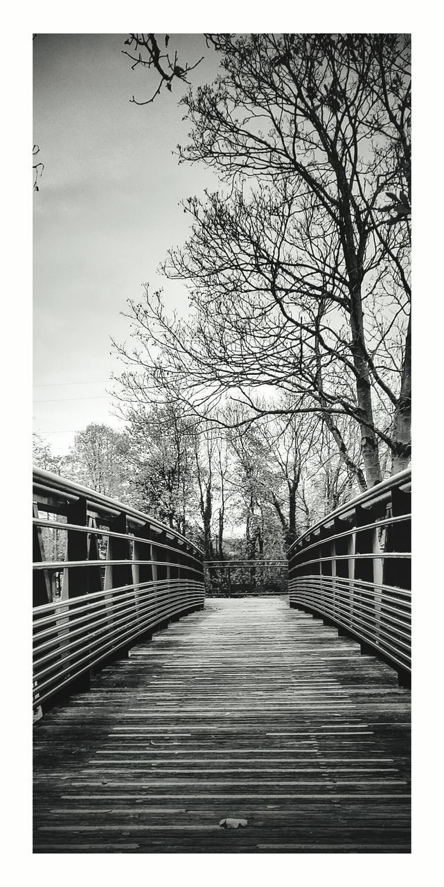 BARE TREES IN FRONT OF RAILINGS