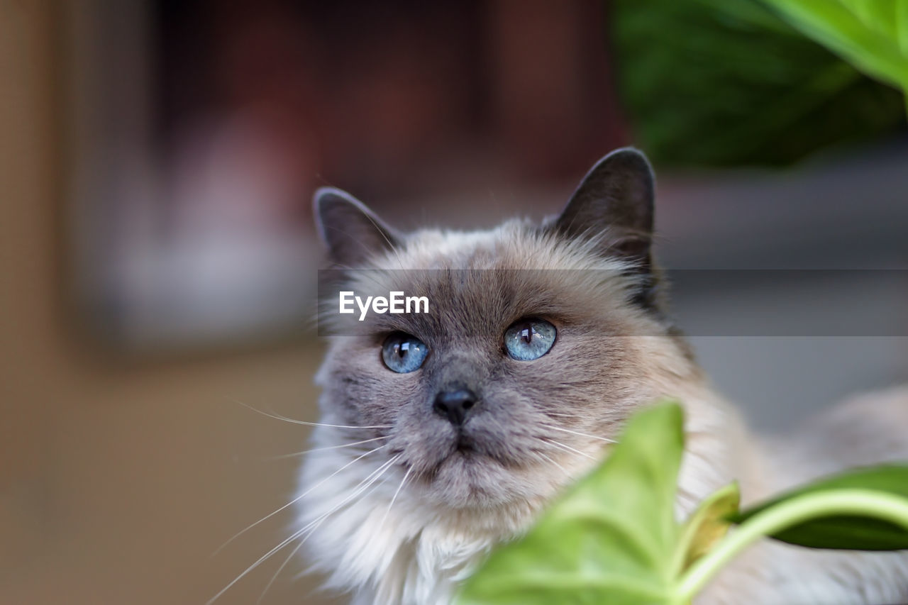 Close-up portrait of a rag doll seal point cat