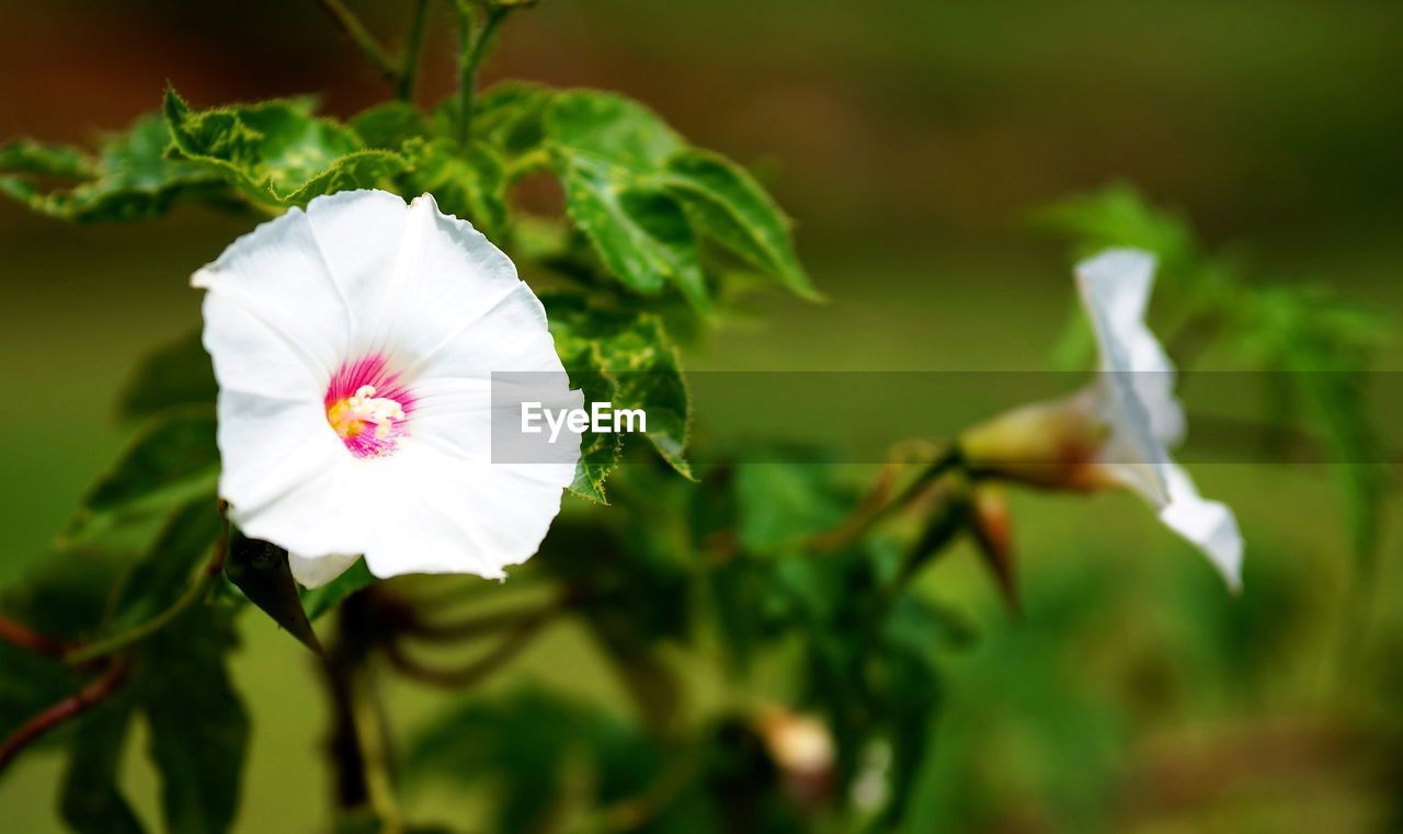 Close-up of white flower blooming in garden