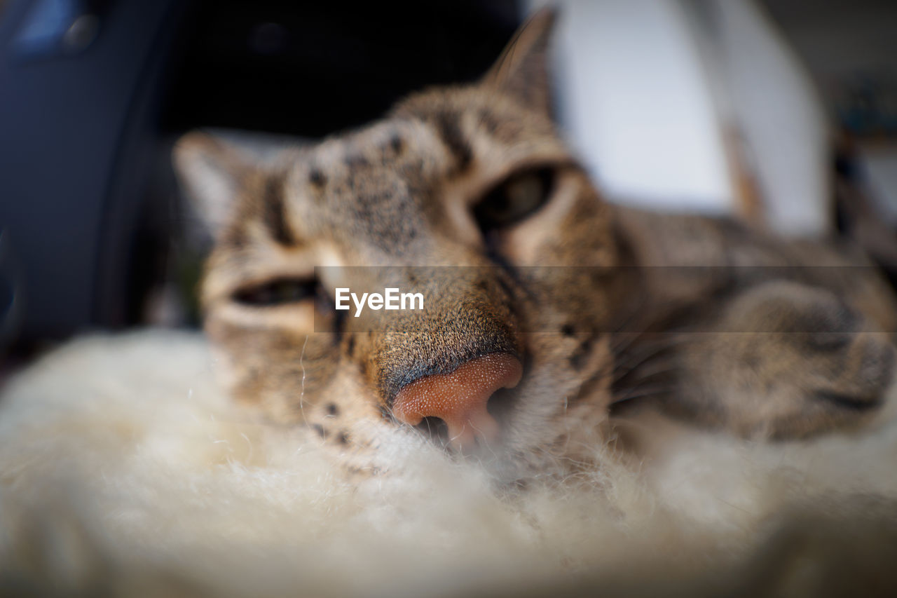 Close-up of cat lying on carpet