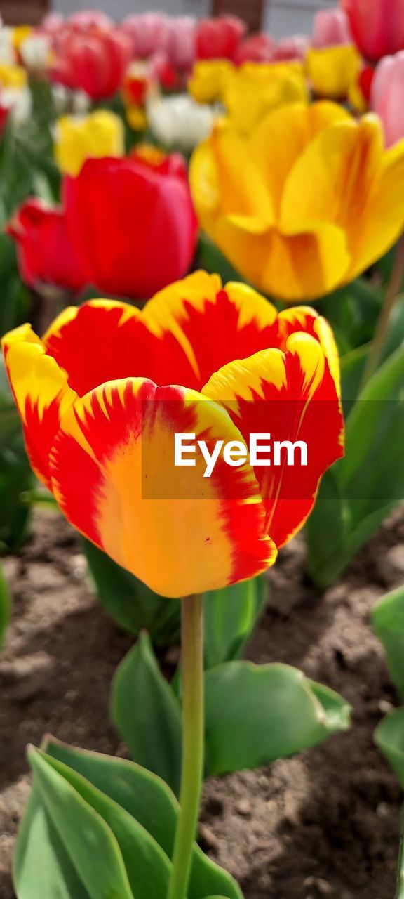 flower, plant, flowering plant, freshness, close-up, beauty in nature, nature, petal, flower head, growth, leaf, yellow, plant part, inflorescence, tulip, fragility, red, no people, outdoors, multi colored, focus on foreground, day, vibrant color, blossom