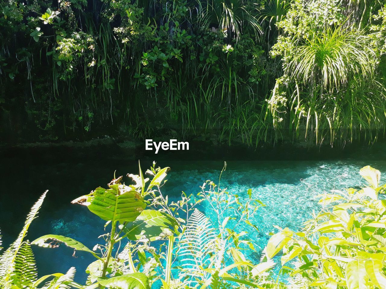 SCENIC VIEW OF LAKE AND PLANTS BY TREES