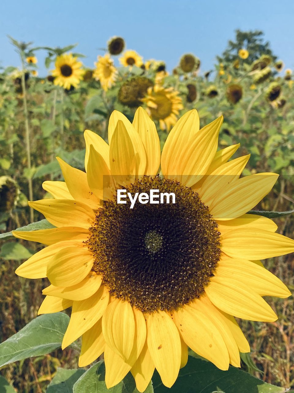 CLOSE-UP OF YELLOW SUNFLOWER