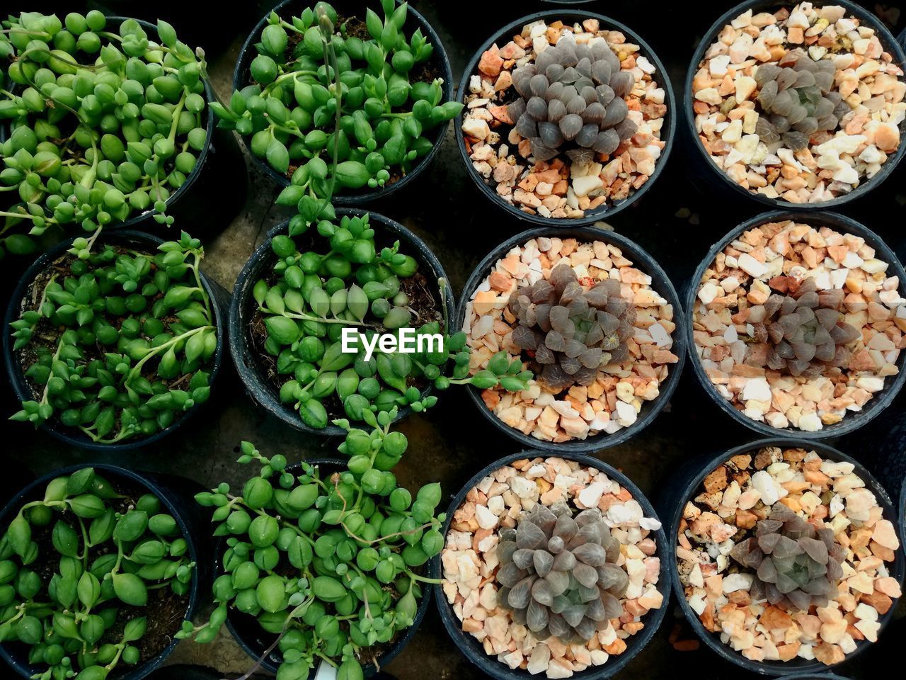 HIGH ANGLE VIEW OF VEGETABLES IN MARKET